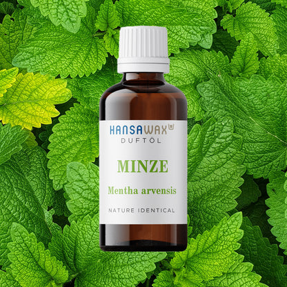 Naturreines Duftöl: Minze - Mentha Arvensis